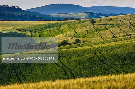 Rolling Farmland, Monticchiello, Val d'Orcia, Province of Siena, Tuscany, Italy Rolling Farmland, Monticchiello, Val d'Orcia, Province of Siena, Tuscany, Italy