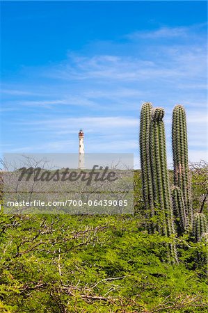 California Lighthouse and Cactus, near Arashi Beach, Aruba, Lesser Antilles, Dutch Antilles