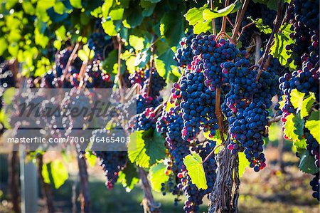 Close-Up of Grapes on Grapevines in Vineyard, Kelowna, Okanagan Valley, British Columbia, Canada
