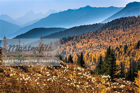 Mountain Range and Autumn Larch Along Rock Isle Trail, Sunshine Meadows, Mount Assiniboine Provincial Park, British Columbia, Canada