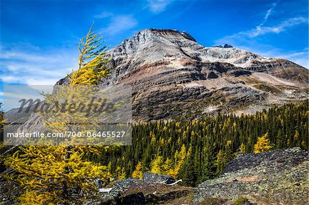 Mountain and Autumn Larch, Lake McArthur Trail, Yoho National Park, British Columbia, Canada