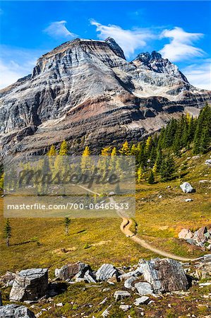 Lake McArthur Trail Through Autumn Larch and Mountainous Landscape, Yoho National Park, British Columbia, Canada Lake McArthur Trail Through Autumn Larch and Mountainous Landscape, Yoho National Park, British Columbia, Canada
