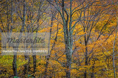 Bare Trees and Autumn Foliage in Forest, Smugglers Notch, Lamoille County, Vermont, USA