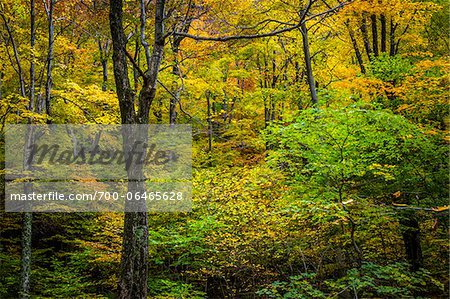 Bare Tree Amongst Forest Foliage in Autumn, Smugglers Notch, Lamoille County, Vermont, USA