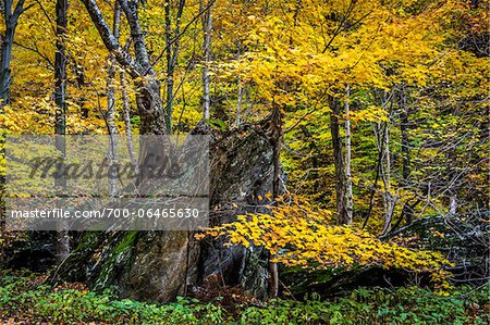 Tree Growing on top of Boulder in Autumn Forest, Smugglers Notch, Lamoille County, Vermont, USA