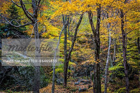 Boulders and Tree Trunks in Forest in Autumn, Smugglers Notch, Lamoille County, Vermont, USA
