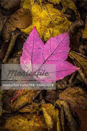 Close-Up of Backside of Red Maple Leaf on Forest Floor Amongst Brown Decomposed Leaves