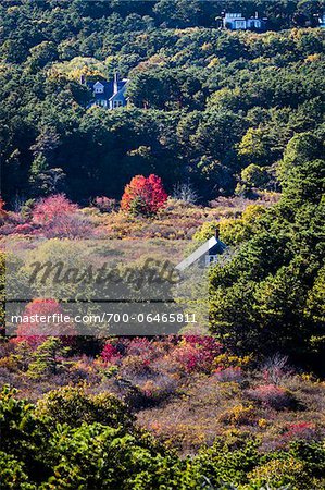 Overview of Forest Homes in Autumn, Cape Cod, Massachusetts, USA