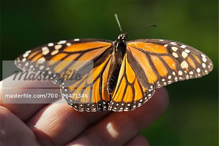 Close-up of Monarch Butterfly on Hand, Ardenwood Regional Preserve, Fremont, California, USA