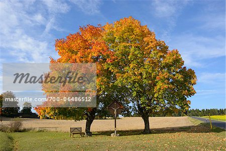 Bench and Crucifix Beneath Field Maple Trees by Side of Road in Autumn, Upper Palatinate, Bavaria, Germany