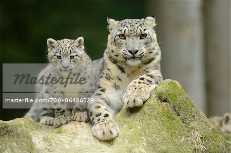 snow leopard cubs with mother