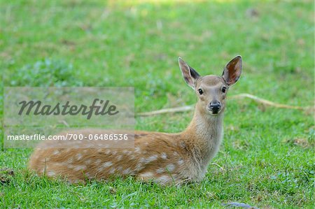 Young Dybowski's Sika Deer (Cervus hortulorum nippon) Lying on Grass