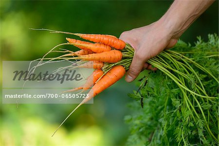 Close-Up of Hand Holding Bunch of Harvested Carrots, Bavaria, Germany, Europe