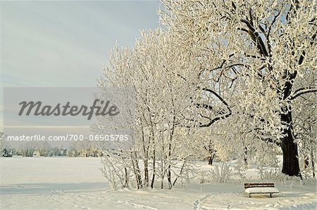 Beech trees with hoar frost and snow-covered bench in winter, near Villingen-Schwenningen, Schwarzwald-Baar, Baden-Wuerttemberg, Germany