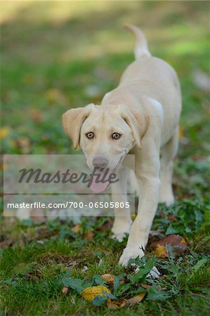 Golden Labrador Retriever Puppy Outdoors in Autumn Walking Towards Camera, Upper Palatinate, Bavaria, Germany