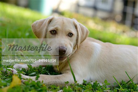 Labrador Retriever Puppy Lying on Grass and Looking to the Side, Upper Palatinate, Bavaria, Germany