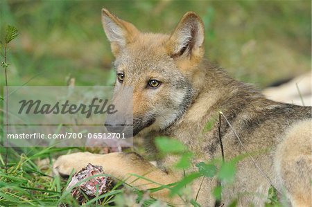 Gray Wolf (Canis lupus) Pup with Paw on Meaty Bone