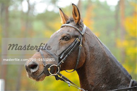 Close-Up of Bavarian Warmblood Horse Outdoors in Autumn