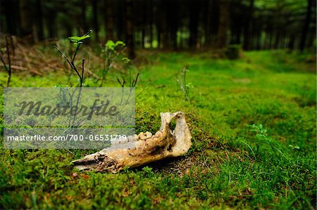 Decaying Jaw Bone On Moss Covered Forest Floor Stock Photo