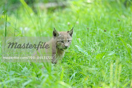 Young Lynx in Long Grass