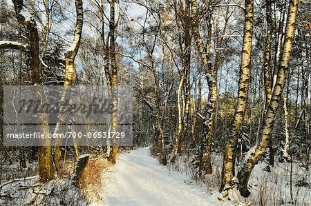 Winter scene, Schwenninger Moos nature reserve, Villingen-Schwenningen, Baden-Wuerttemberg, Germany