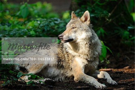 Eurasian Gray Wolf (Canis lupus lupus) Lying Down in Sun