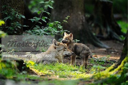 Mother Eurasian Gray Wolf (Canis lupus lupus) and Pup Relaxing in Sunbeam on Forest Floor