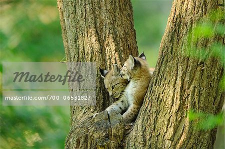 Two Eurasian Lynx Cubs in Tree