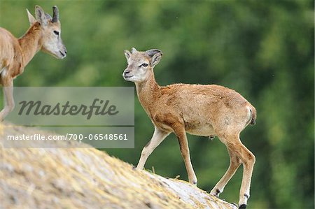 European Mouflon (Ovis orientalis musimon), Wildpark Alte Fasanerie Hanau, Hanau, Hesse, Germany