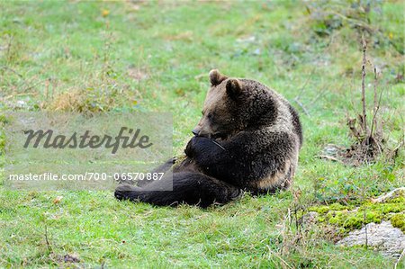 Brown Bear Sitting on Grass, Bavarian Forest National Park, Bavaria, Germany