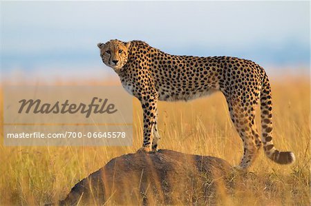 Side View of cheetah (Acinonyx jubatus) adult searching for prey from atop termite mound, Maasai Mara National Reserve, Kenya, Africa.