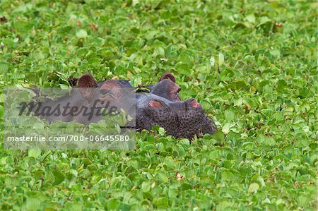 Close-up of a hippopotamus (Hippopotamus amphibus) swimming in swamp lettuce, Maasai Mara National Reserve, Kenya, Africa.