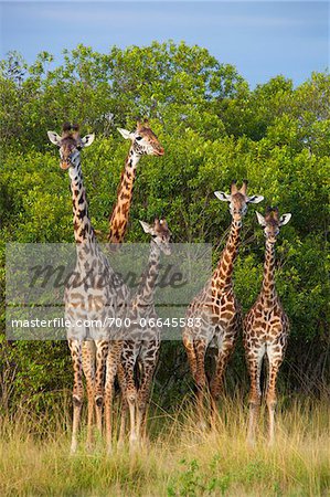 Herd of Masai giraffes (Giraffa camelopardalis tippelskirchi) standing near trees, Maasai Mara National Reserve, Kenya, Africa.