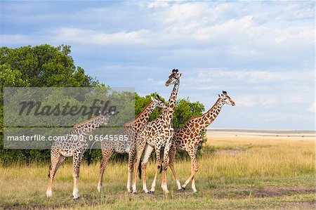 Herd of Masai giraffes (Giraffa camelopardalis tippelskirchi) standing at edge of grassland, Maasai Mara National Reserve, Kenya, Africa. Herd of Masai giraffes (Giraffa camelopardalis tippelskirchi) standing at edge of grassland, Maasai Mara National Reserve, Kenya, Africa.