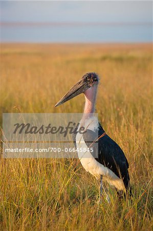 Marabou stork (Leptoptilos crumeniferus) in the savanna, Maasai Mara National Reserve, Kenya, Africa. Marabou stork (Leptoptilos crumeniferus) in the savanna, Maasai Mara National Reserve, Kenya, Africa.