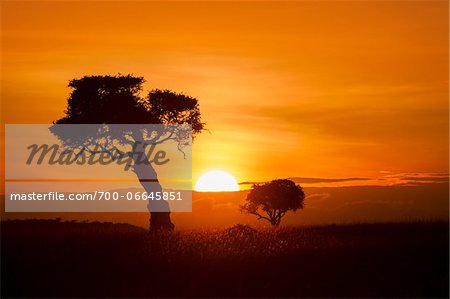 View of two trees silhouetted against beautiful sunrise sky, Maasai Mara National Reserve, Kenya, Africa.