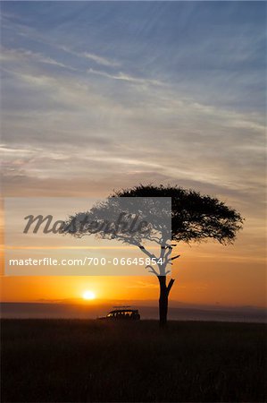 View of acacia tree and safari jeep silhouetted against beautiful sunrise sky, Maasai Mara National Reserve, Kenya, Africa.