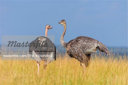 A pair of Masai ostriches (Struthio camelus massaicus) in the grasslands of the Masai Mara National Reserve, Kenya, East Africa. A pair of Masai ostriches (Struthio camelus massaicus) in the grasslands of the Masai Mara National Reserve, Kenya, East Africa.