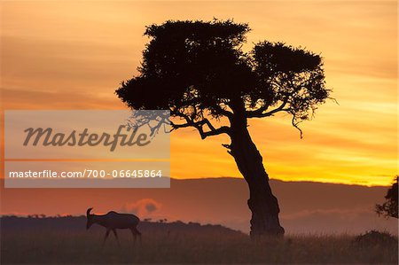 View of topi (Damaliscus lunatus) and tree silhouetted against beautiful sunrise sky, Maasai Mara National Reserve, Kenya, Africa.