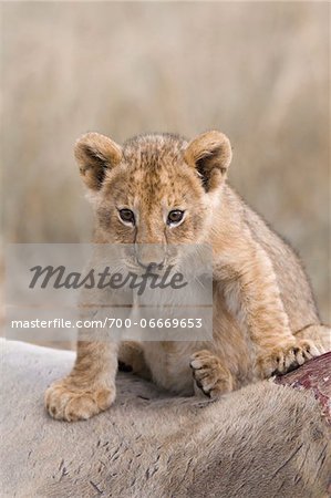 Lion cub (Panthera leo) sitting on an eland kill, Maasai Mara National Reserve, Kenya, Africa.