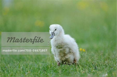 Mute Swan (Cygnus olor) chick in a meadow, Bavaria, Germany
