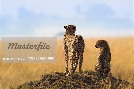 Cheetah (Acinonyx jubatus) mother with half grown cub searching for prey from atop termite mound, Maasai Mara National Reserve, Kenya, Africa.