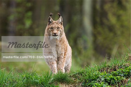 Eurasian lynx (Lynx lynx), Bavarian Forest National Park, Germany