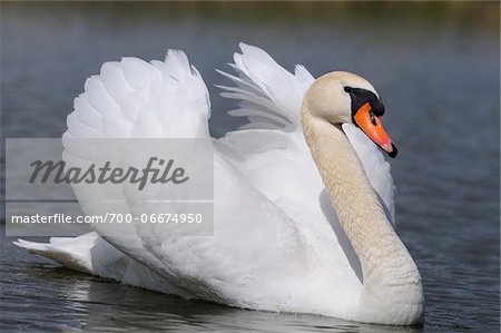 Mute Swan (Cygnus olor) swimming in the water, Bavaria, Germany