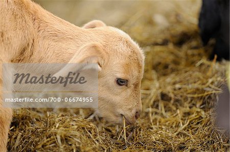 Close-up of domestic goat (Capra aegagrus hircus) lamb eating hay, Bavaria, Germany