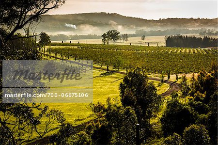 Overview of a vineyard in wine country near Pokolbin, Hunter Valley, New South Wales, Australia Overview of a vineyard in wine country near Pokolbin, Hunter Valley, New South Wales, Australia