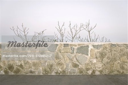 Bare Tree Branches Peeking Over Stone Wall, Bracciano, Lazio, Italy