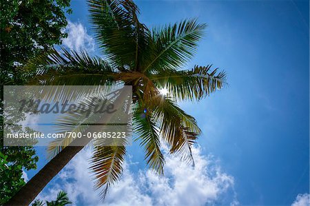 Low Angle View of Palm Tree Fronds Backlit by Sun, Maldives Low Angle View of Palm Tree Fronds Backlit by Sun, Maldives