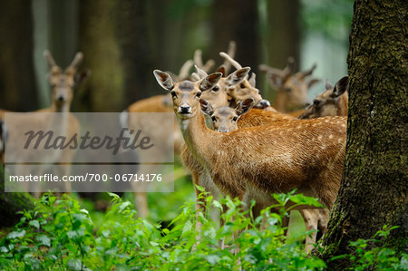 Herd of fallow deer (Dama dama) in the forest, Bavaria, Germany