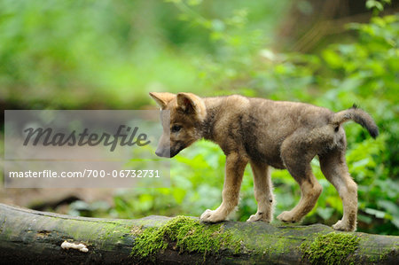 Eurasian wolf (Canis lupus lupus) pup in the forest, Bavaria, Germany Eurasian wolf (Canis lupus lupus) pup in the forest, Bavaria, Germany